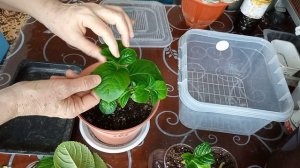 Черенкование крупнолистной гортензии