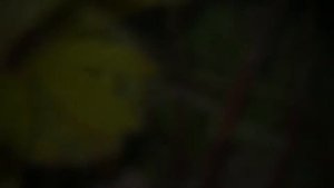 Бузульник (Ligularia Dentata)