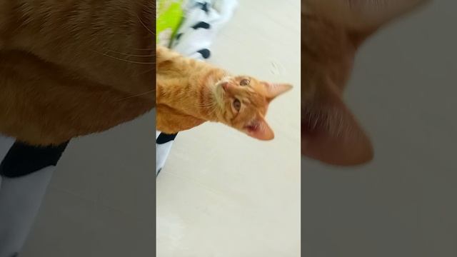 кот солнечный