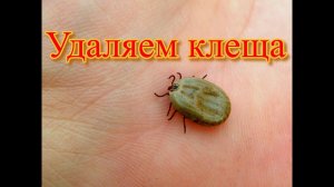 Клещи и питомцы Удаляем клеща
