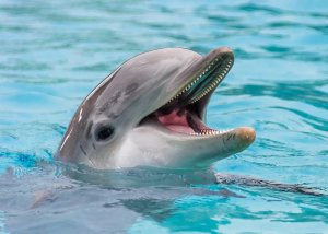 Лечебные Звуки Дельфинов, Снимают Стресс | Звуки животных