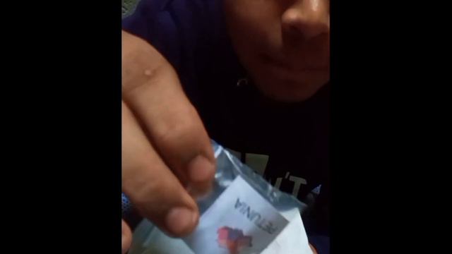 how to grow petunia seed only 5 day  petunia plant  petunia flower  petunia flower plant