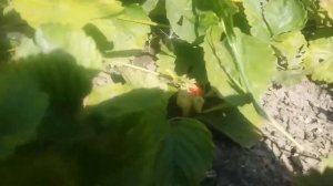 Посадка персика из косточки.