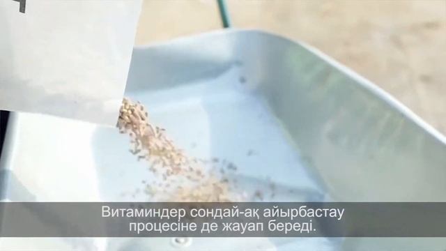 Эффективность применения витаминных добавок при выращивании молодняка КРС смотреть онлайн