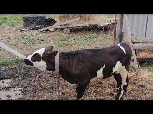 Учим бычку надевать ошейник .  Первый раз Бычок на улице. Учим есть свежую зелень.