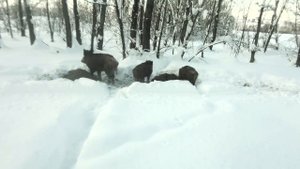 Самка кабана с поросятами на подкормочной площадке