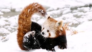 Рыжая панда 60 фото!/60 photos of red panda!