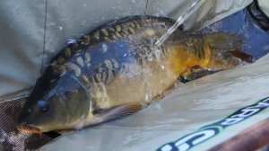 Обзор карпового удилища Carp Pro Cratus Compact 10' 3.5lb! Мощное орудие для ловли крупного карпа!