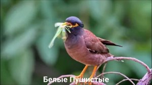 МАЙНА?/Птицы/Животные/Интересные факты