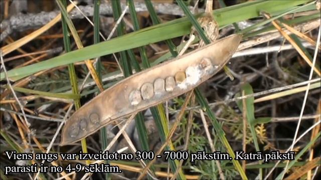 Šluotinis sausakrūmis Sarothamnus scoparius LT Parastais slotzaris LV subtitles