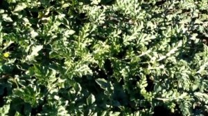 Количество плодов у привитых и не привитых арбузов