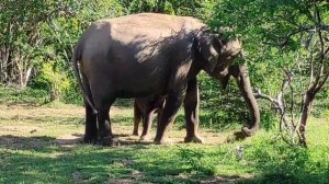 Олин подкаст: Национальный заповедник Яла.