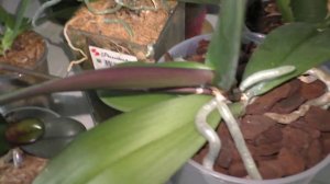 СПАСАЮ ОРХИДЕИ-ДАЧНИЦЫ!