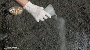 ЛУК НА ЗЕЛЕНЬ  САЖАТЬ ЛУЧШЕ ОСЕНЬЮ . ПОСАДКА ЛУКА ПОД ЗИМУ .