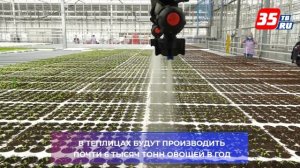 Новый тепличный комплекс начал работать в Череповце