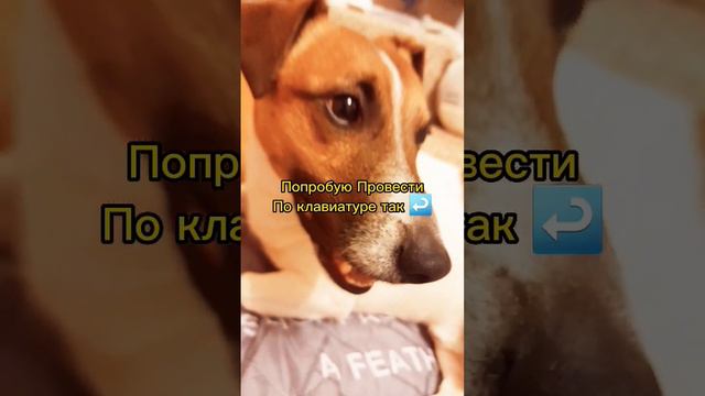 Проведи по клавиатуре!#джекрасселтерьер #собака