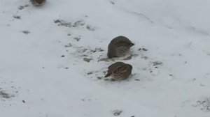 Куропатки перед домом.