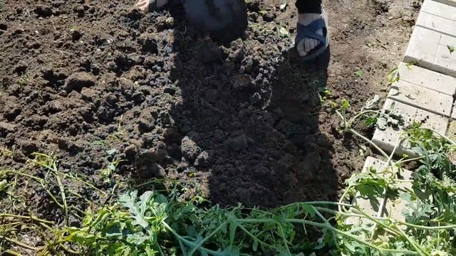 Урожай картофеля с куста ?выращивание картофеля по новому методу
