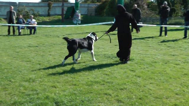 СРЕДНЕАЗИАТСКАЯ ОВЧАРКА * ЮНИОРЫ КОБЕЛИ смотреть онлайн