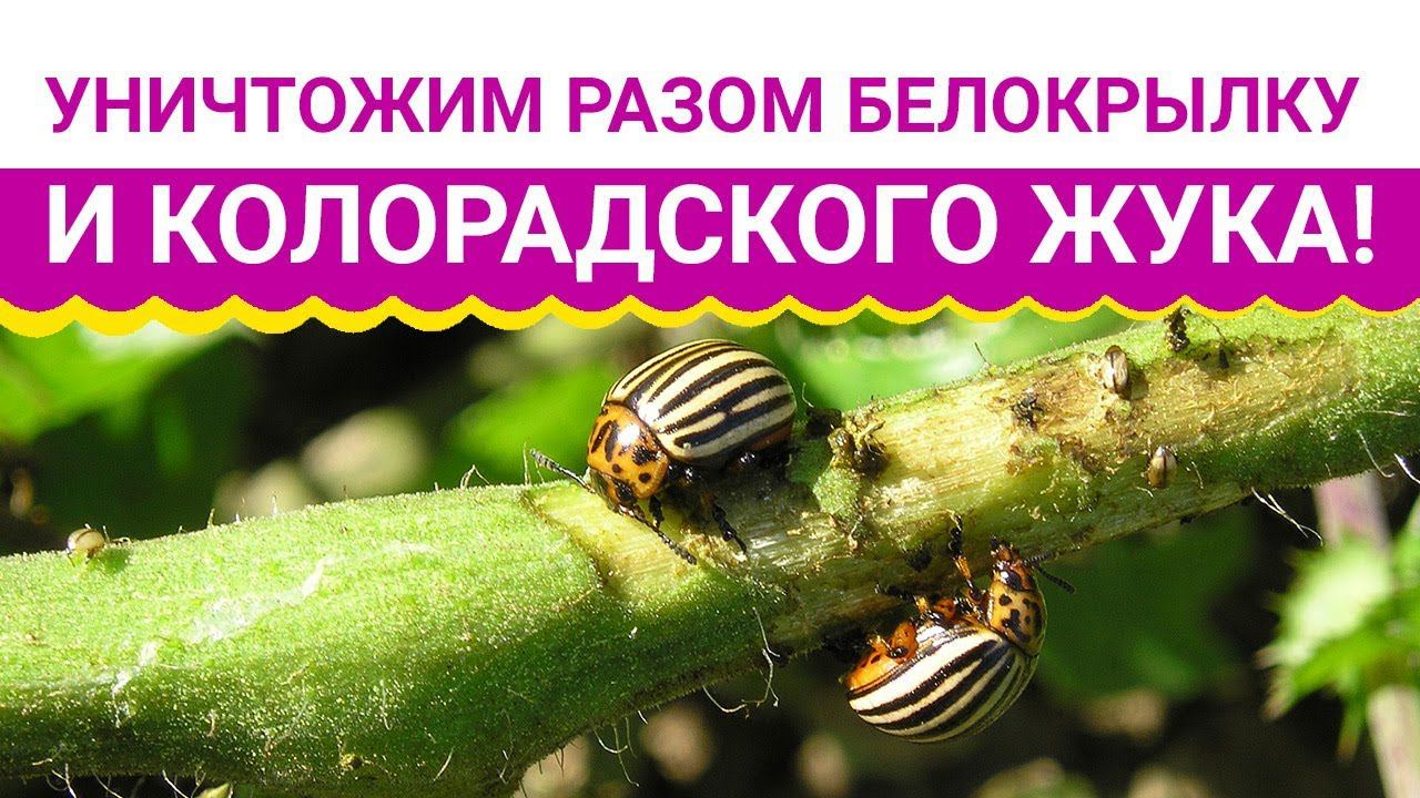 Уничтожим разом белокрылку и колорадского жука!