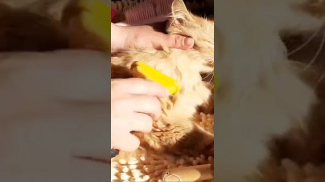 Почему кошки Мурлыкают?
