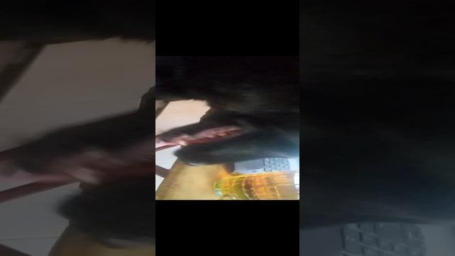 ВЕО восточно европейская овчарка черная 2023-02-12 09-38-45 смотреть онлайн