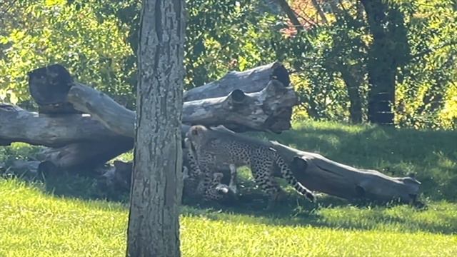 Toronto Zoo Full Tour - Complete Info of Largest Zoo in Canada смотреть онлайн