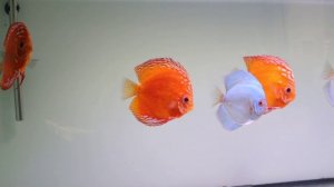 Дискусы октябрь 23