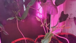 Бругмансия зимовка.