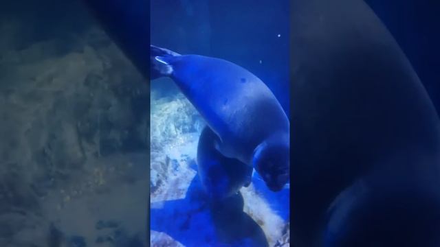 #океанариум, #байкальская нерпа, #водный мир Байкала, #мармеладки - #нерпы, смотреть онлайн