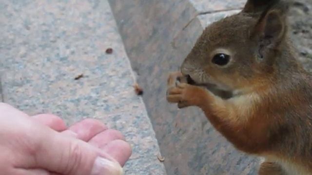 (замедленная) Белка ест кедровые орешки. смотреть онлайн