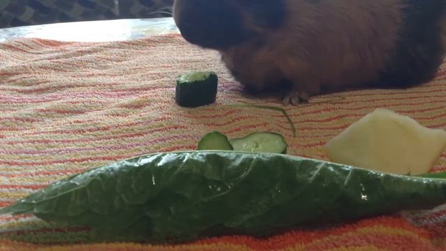 Содержание морских свинок смотреть онлайн