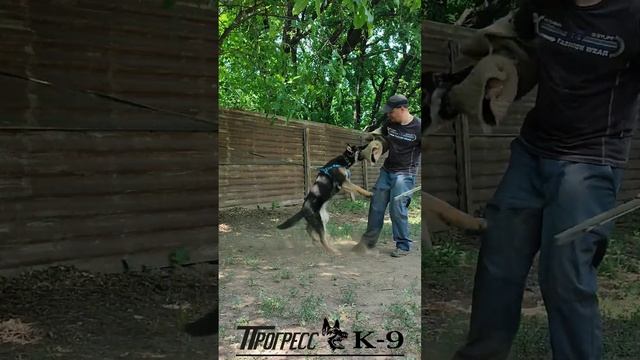 German shepherd dog. Немецкая овчарка чепрачного окраса.#немецкаяовчарка #germanshepherd #dog