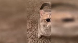 Лучшие приколы с животными / ПРИКОЛЫ С  ЖИВОТНЫМИ ДИКИЕ ЗВЕРИ, КОТЫ 10 минут