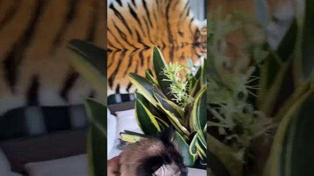 Как цветёт Сансевиерия. Он же тёщин язык.Sansevieria blooms. Комнатные цветы. Гималайский кот .