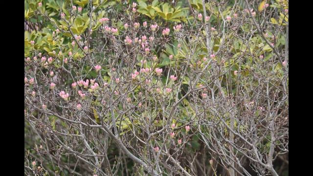 Virtual Tour of Polly's Cove Barrens, Nova Scotia смотреть онлайн