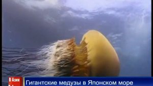 Гигантские медузы