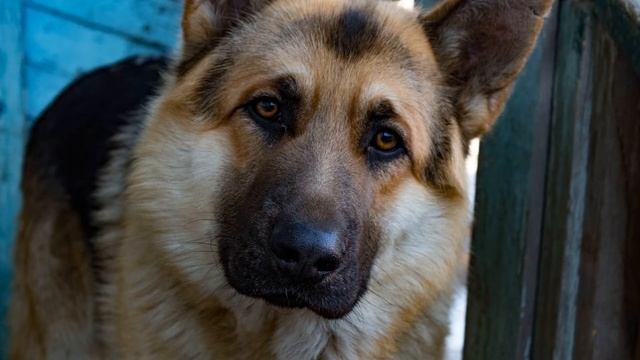 Лай собак (Звук обычного лая немецкой овчарки) | (15 Секунд) смотреть онлайн