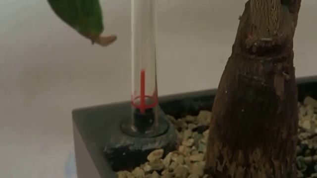 Lechuza Maxi-Cubi with Pachira aquatica смотреть онлайн