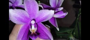 Цветение ароматной орхидеи Виолацея (Phal. Violacea)