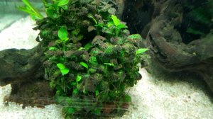 Две недели без ухода. Водоросли