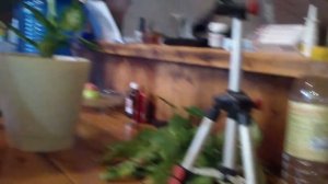 Диффенбахия пересадка 10 штук в одном горшке