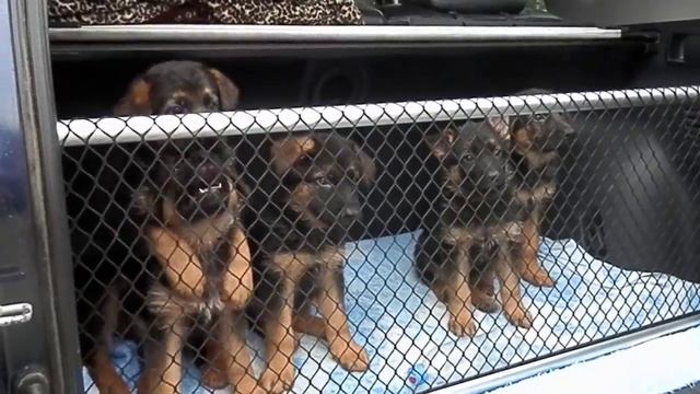 Щенки немецкой овчарки 1,5 мес. от Ципро Шварцез Меер. Одесса. смотреть онлайн