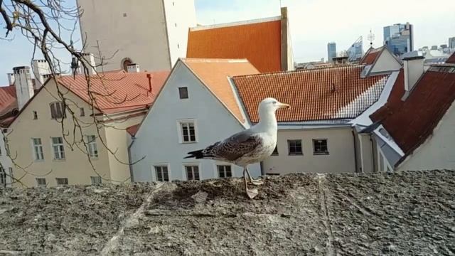 Tallinn, Estonia 2018 / Таллин, Эстония 2018