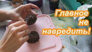 Проращивание клубней бегоний.