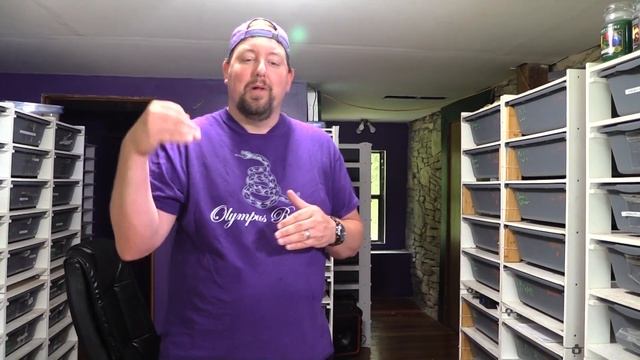 Snake madness!! We are having a ball python tournament!! смотреть онлайн