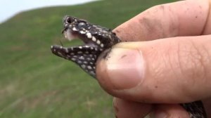 Ядовитые змеи России. Как спастись от укусов гадюк!