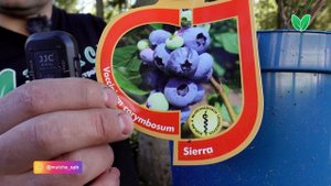 Голубика «Сиерра», ориг  название «Sierra»