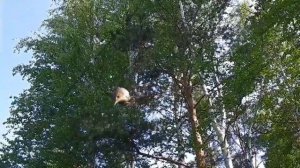 Ловля садовых камышовок