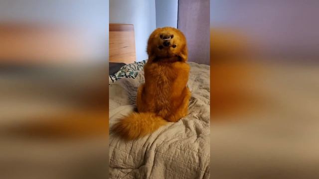 🐾 СМЕШНЫЕ КОШКИ 2022 И ДРУГИЕ ЖИВОТНЫЕ/ 10 МИНУТ СМЕХА/СМЕШНЫЕ ЖИВОТНЫЕ 2022/ЛУЧШИЕ ПРИКОЛЫ С КОТАМ